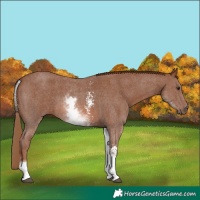 Horse Color:White Spotted Chestnut Sabino 