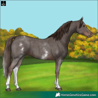 Horse Color:White Spotted Liver Chestnut Sabino