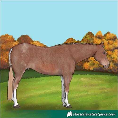 Horse Color:White Spotted Chestnut Sabino 