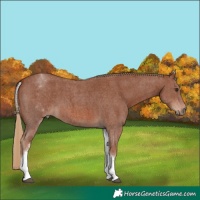 Horse Color:White Spotted Chestnut Sabino