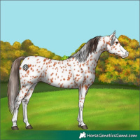 Horse Color:Bay Appaloosa 