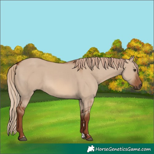 Horse Color:Red Dun 