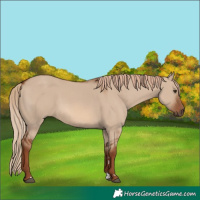 Horse Color:Red Dun 