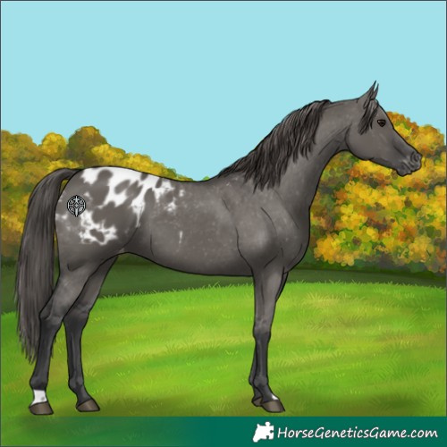 Horse Color:Grullo Blanket 