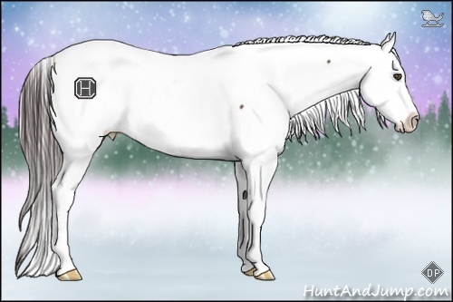 Horse Color:Brown Near Fewspot 