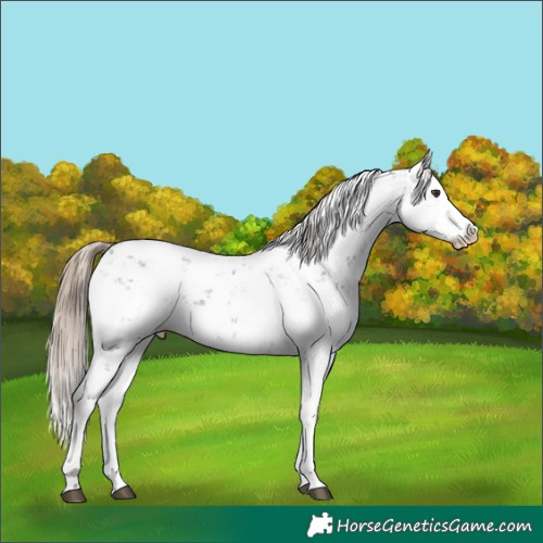 Horse Color:Liver Chestnut Sabino Splash Appaloosa 