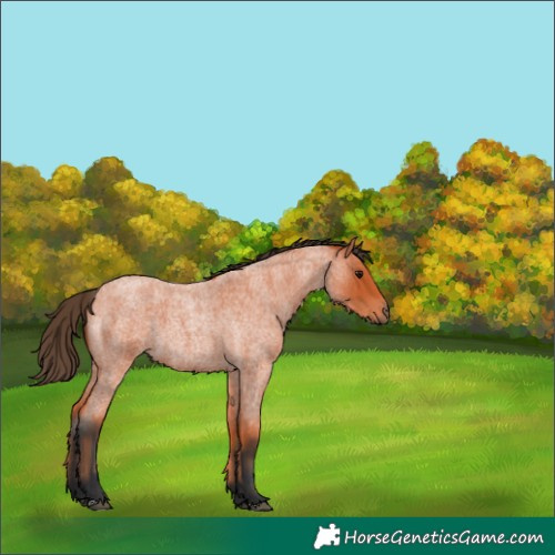 Horse Color:Bay Roan 