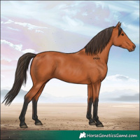 Horse Color:Bay 