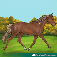 Horse Color:Chestnut 