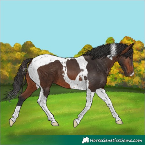 Horse Color:Brown Tobiano 
