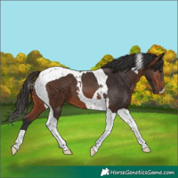 Horse Color:Brown Tobiano