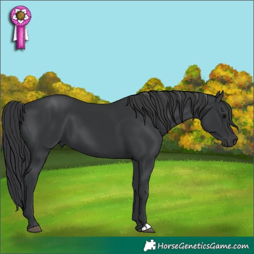 Horse Color:Black 