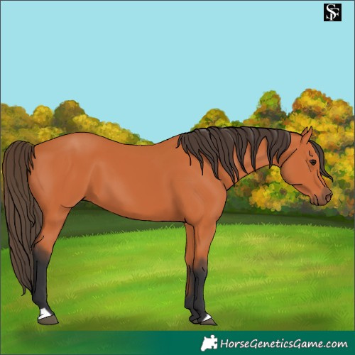 Horse Color:Bay 