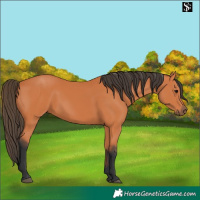 Horse Color:Bay 