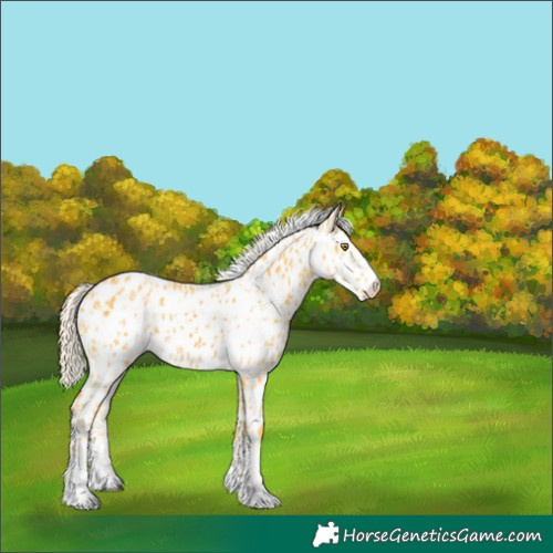 Horse Color:Palomino Leopard  and Palomino Frame Leopard 