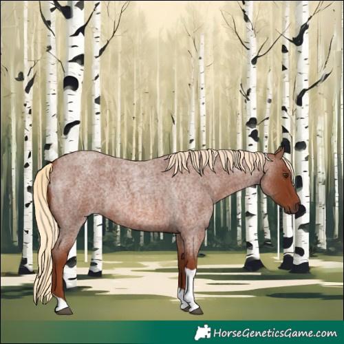 Horse Color:Red Roan Tobiano 