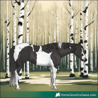 Horse Color:Smoky Black Tobiano 