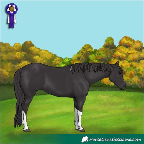 Horse Color:Smoky Black Tobiano 