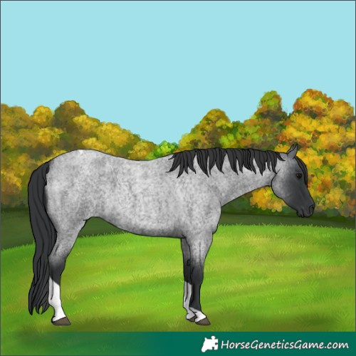 Horse Color:Blue Roan Tobiano 