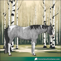 Horse Color:Blue Roan Splash Tobiano 