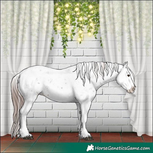 Horse Color:Liver Chestnut Sabino Splash Appaloosa 