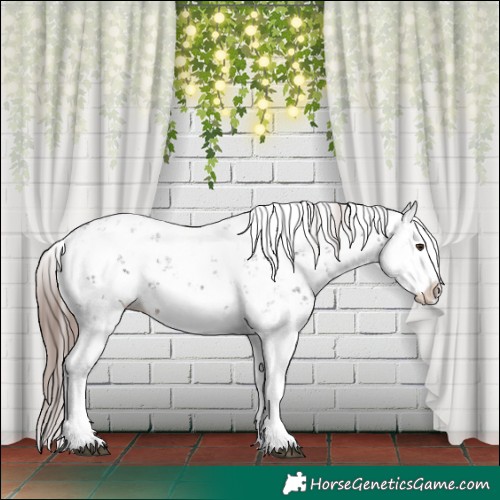Horse Color:Liver Chestnut Sabino Splash Appaloosa 