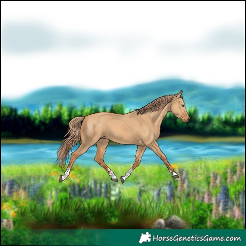 Horse Color:Red Dun Tobiano 