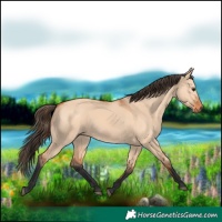 Horse Color:Bay Dun