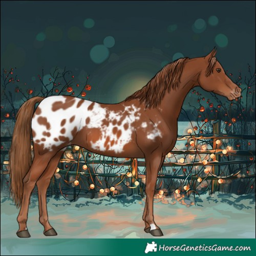 Horse Color:Chestnut Near Leopard 