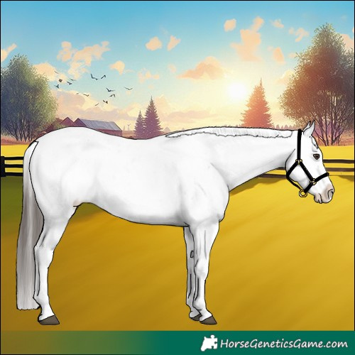 Horse Color:Liver Chestnut Sabino Splash Appaloosa 