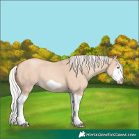 Horse Color:Silver Classic Champagne Dun Splash Frame