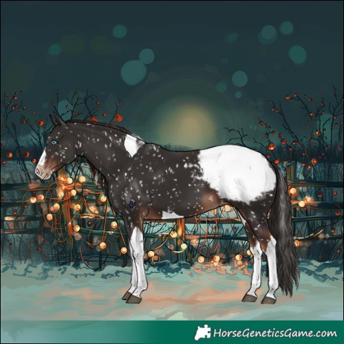 Horse Color:Liver Chestnut Sabino Splash Tobiano Appaloosa 