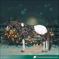 Horse Color:Liver Chestnut Sabino Splash Tobiano Appaloosa 