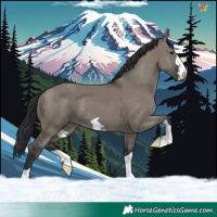 Horse Color:Grullo 