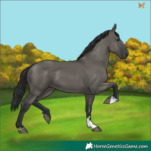 Horse Color:Grullo