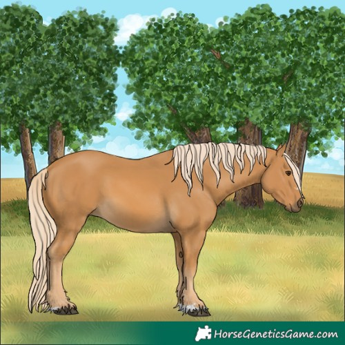 Horse Color:Palomino