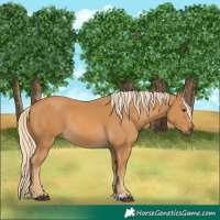 Horse Color:Palomino