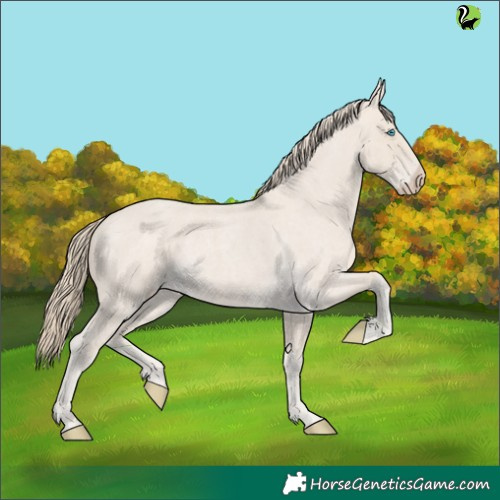 Horse Color:Smoky Creme Roan