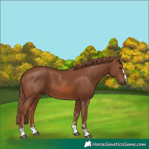 Horse Color:Chestnut 