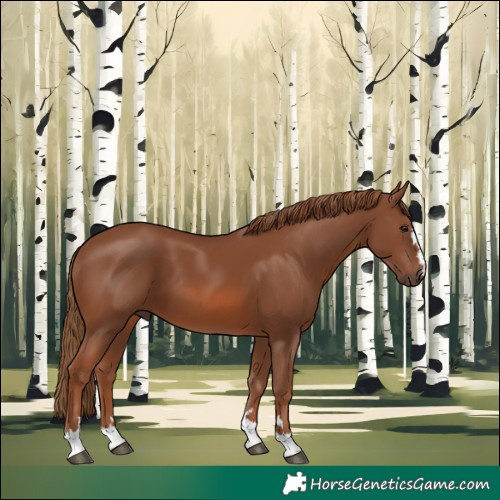 Horse Color:Chestnut 
