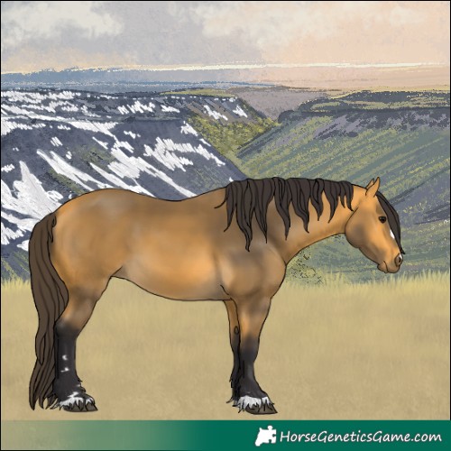 Horse Color:Buckskin 