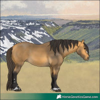 Horse Color:Buckskin