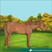 Horse Color:Chestnut 
