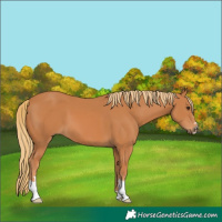 Horse Color:Unknown 