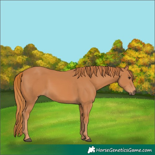 Horse Color:Chestnut 