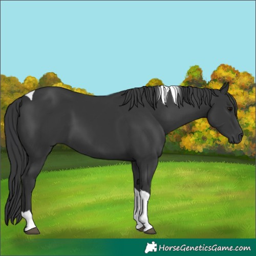 Horse Color:Black Tobiano 