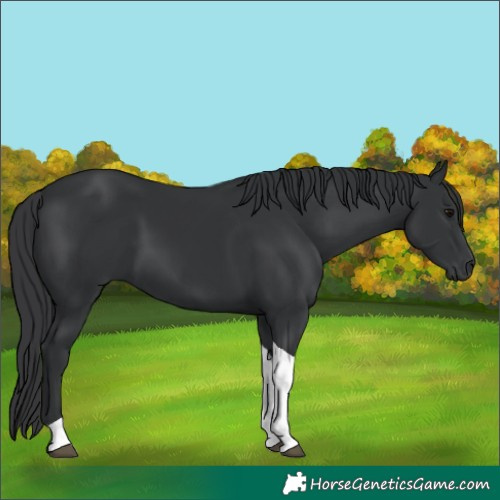 Horse Color:Black Tobiano