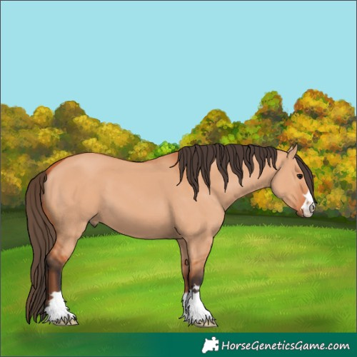 Horse Color:Bay Dun 