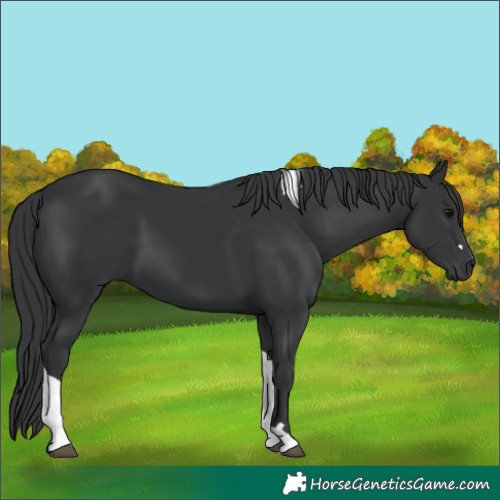 Horse Color:Black Tobiano 