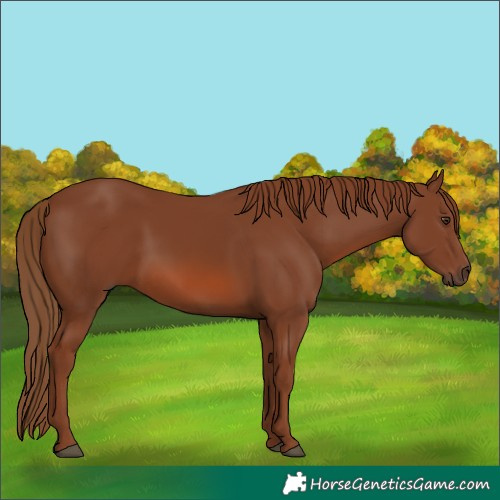 Horse Color:Chestnut 